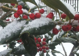 Božji les, kot je najlepši - s snegom